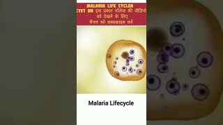 Malaria life cycle। biologyshorts viralvideo [upl. by Misab]