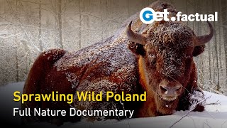 Wild Poland  Europes Nature Reserve  Full Nature Documentary [upl. by Nyllaf]