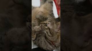 Elegant gnawing hands cat cute catvideos [upl. by Ribaudo]