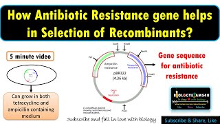 How do Antibiotic Resistance Genes function as selectable marker or helps in transformant selection [upl. by Courtenay]