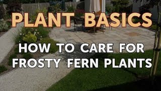 How to Care for Frosty Fern Plants [upl. by Yhtur]