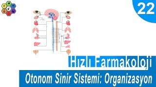 OTONOM SİNİR SİSTEMİ ORGANİZASYON 1  Hızlı Farmakoloji 22 [upl. by Sacttler]