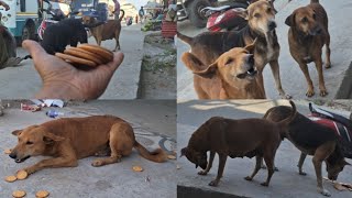 Yai Mera Dogi Dost Ko 2 Time 🕝 Naseeb Hota Hai Khana khanai Ka DEEPLepchasb3ru doglovers [upl. by Modestine]