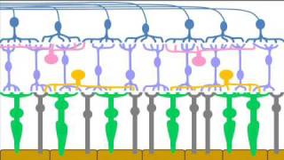 Retinal Cells amp Layers  Part 1 of a Patients Description of the Retina [upl. by Dalenna626]