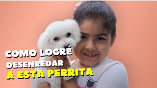 Caso EXTREMO DE NUDOS mira como hago para desenredar a esta perrita [upl. by Pippas395]