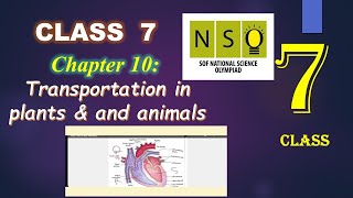 Class 7 NSO  Chapter 10  Transportation in Plants amp animals Science Olympiad class 7  202324 [upl. by Nina]