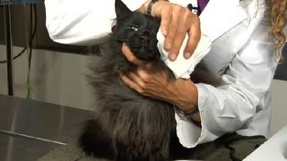 How to Clear Nasal Congestion in Kittens  Cat Health Care amp Behavior [upl. by Ellimaj]