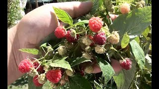 Primocane raspberries  growing and propagation in hot climates [upl. by Damahom881]