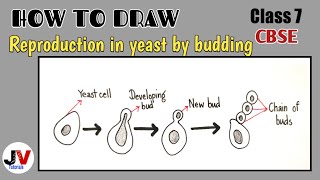 budding in yeast diagramhow to draw budding in yeast [upl. by Engelhart]