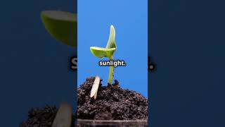 How a seed germinate into a plant 🌱🌱shorts youtubeshorts [upl. by Divd52]