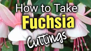 How to Take Fuchsia Cuttings  Propagating Fuchsias [upl. by Cherice765]