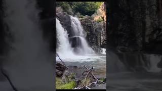 Courtalam  Agasthiyar falls Green forest falls courtallam agasthiarfalls papanasam mail falls [upl. by Nylde]