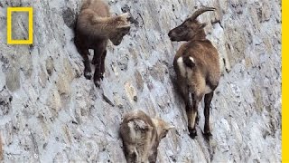 Amazing Footage Goats Climbing on a NearVertical Dam  National Geographic [upl. by Hehre]