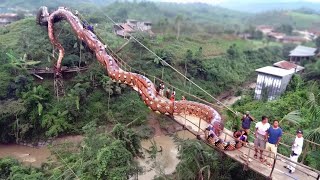 Giant Snake Was Recently Captured in Japan What Happened Next Shocked Everyone [upl. by Allicirp]