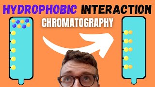 5 Steps of Hydrophobic Interaction Chromatography HIC [upl. by Lemmuela]