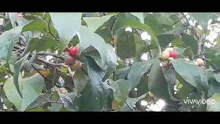 Flacourtia inermis fruit tree tree fruittrees [upl. by Tacklind]