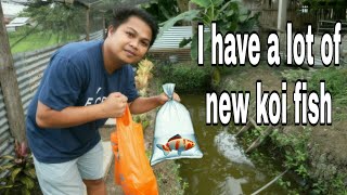 I bought 100 pieces of koi fish for my mud pond  Why Mud pond Good for Growing Koi Fish [upl. by Lodovico897]