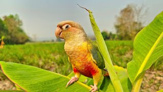 Pineapple conure  Parrot Nature helps your bird relax  parrot sounds [upl. by Shriver529]