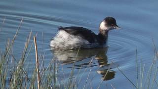 BlackNecked Grebe [upl. by Jamill455]