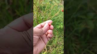 Wild Berry berry berries soft squshy sour sweet relaxing satisfyingvideo reels videoshort [upl. by Plume]