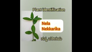 nela nekkare nela nekkarika Hedyotis auricularia ನೆಲನೆಕ್ಕರಿಕ ಗಿಡದ ಪರಿಚಯ [upl. by Noleta585]