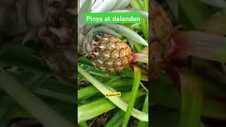 Pinya at dalandan youtubeshorts backyardfarming pineapple greenoranges [upl. by Adiazteb]