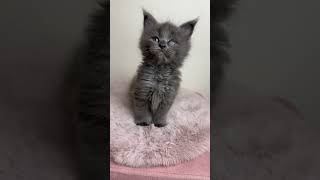 Mandaley of Dantes Peak Maine Coon in Blue [upl. by Giovanni]