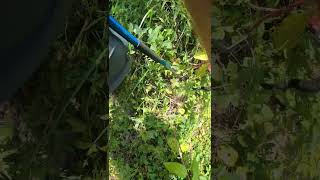 Giant Rattlesnake hiding deep in weeds herping rattlesnake tennessee wildlife [upl. by Axela]