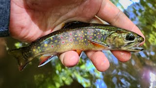 NC Small Stream Fly Fishing  8924 [upl. by Coppinger]