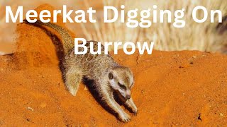 Meerkat Digging On Burrow In Kalahari Desert South Africa [upl. by Ravert]