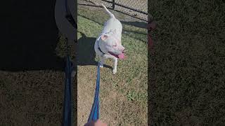 Odie is a rascal viralvideo new youtubeshorts shorts dog comedyvideos pitbull [upl. by Korry506]