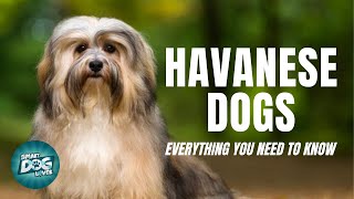 Havanese Dogs Breed Guide  Dogs 101  Havanese Dog [upl. by Ryley]