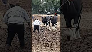 Traditional Horse Ploughing at the Forest of Arden Ploughing Match Sunday 15th September 2024 [upl. by Pazice]