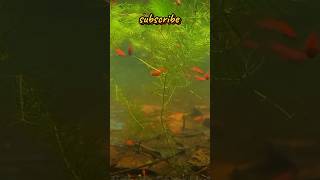 🤍Red platy ⚡🤍breeding fish trendingshorts guppie ckguppies platys subscribe 1000subscriber [upl. by Caresse]