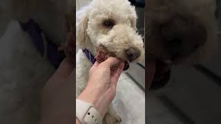 Standard Poodle eating breakfast [upl. by Clyte]