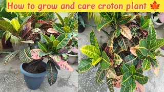 All About Croton Plant 🍁😍  How to grow and care Croton Plant🍁😍 [upl. by Aelahs]