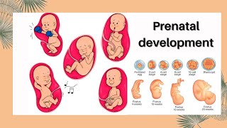 Prenatal development  Stages of prenatal development [upl. by Bubalo103]