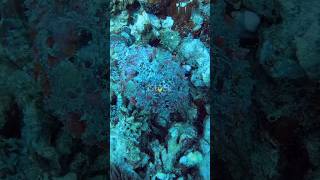 Stonefish The Oceans Deadliest Camouflage facts 1million stonefish ytshorts shortvideo [upl. by Magdaia433]