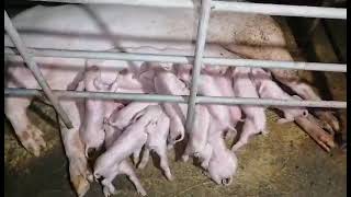 New born piglets [upl. by Yboc]