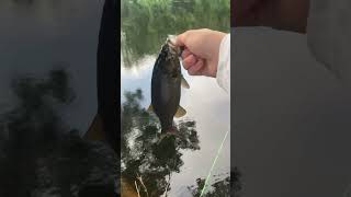 fishing badfish bassfishing bass giantbass fish lake brooktrout maine icefishing funny [upl. by Nehtanoj]