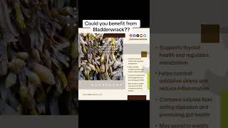 Could you benefit from Bladderwrack this powerful sea veggie [upl. by Ordnael638]