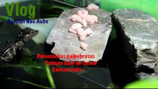 Vlog Alimentation Mort Paleosuchus palpebrosus Caïman nain de Cuvier ou Caïman nain [upl. by Ayekel217]