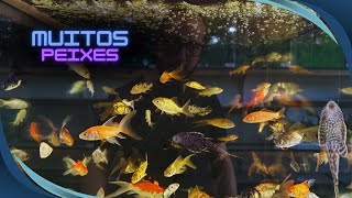 Peixes e mais peixes da loja Aquarismo Criciúma [upl. by Inaflahk171]