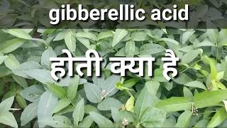 जिब्रेअलिक एसिड हॉर्मोन के बारे में संपूर्ण जानकारी ।Gibberellic acid plants compelet information [upl. by Matthus]