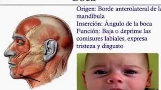 Detalles óseos de la cara externa de la mandíbula y sus funciones y apofisis coronoides y sus funci [upl. by Animrelliug198]