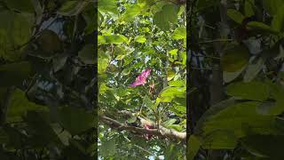 Bauhinia purpurea flowers trees [upl. by Hallimaj585]