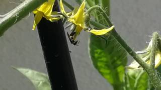 Polinización de Flor de Tomate por Abeja [upl. by Borgeson794]