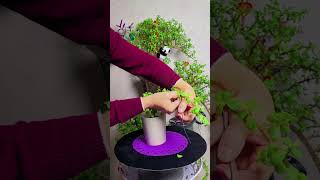 Techniques pruning put fertilizer for plants flower in pot garden diy flower garden [upl. by Aleuname373]