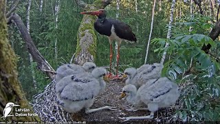 Ogris baro cāļus ar vardēm 🐸 Dad feeds the chicks with frogs  Melnais stārķis Ogres novadā LDF [upl. by Freeland]