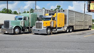 Hauling Cattle  Vinton LA to Spearman TX [upl. by Ellerehc]